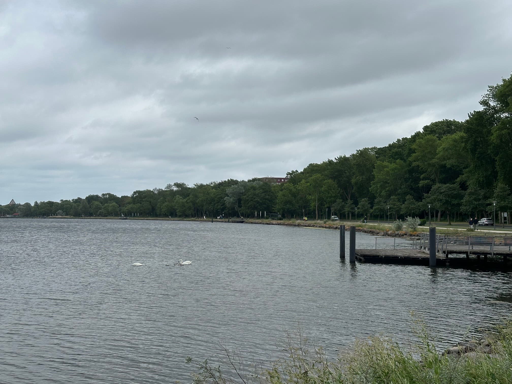 Utsikt över insjön med brygga och svanar
